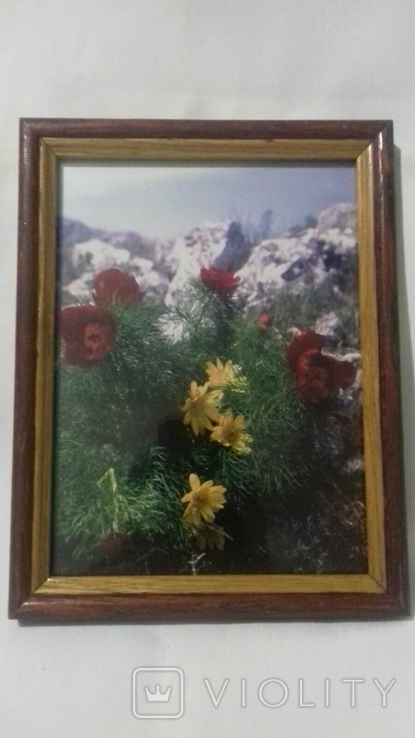 Фотокартина: Цветы в Крыму, фото №2