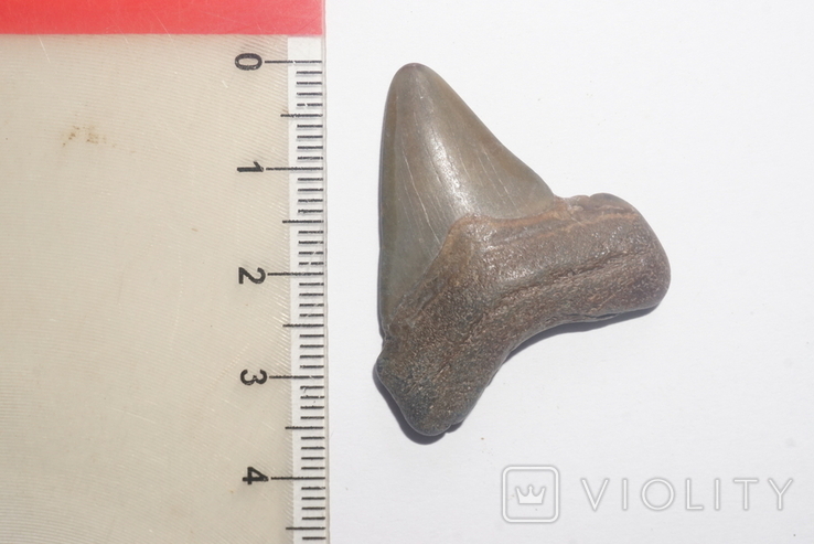 Зуб акули кархародон неогенового періоду з США, фото №3