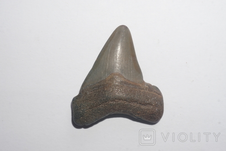 Зуб акули кархародон неогенового періоду з США, фото №4