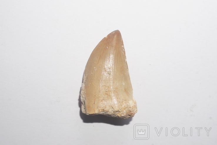Крупний зуб мозазавра крейдового періоду