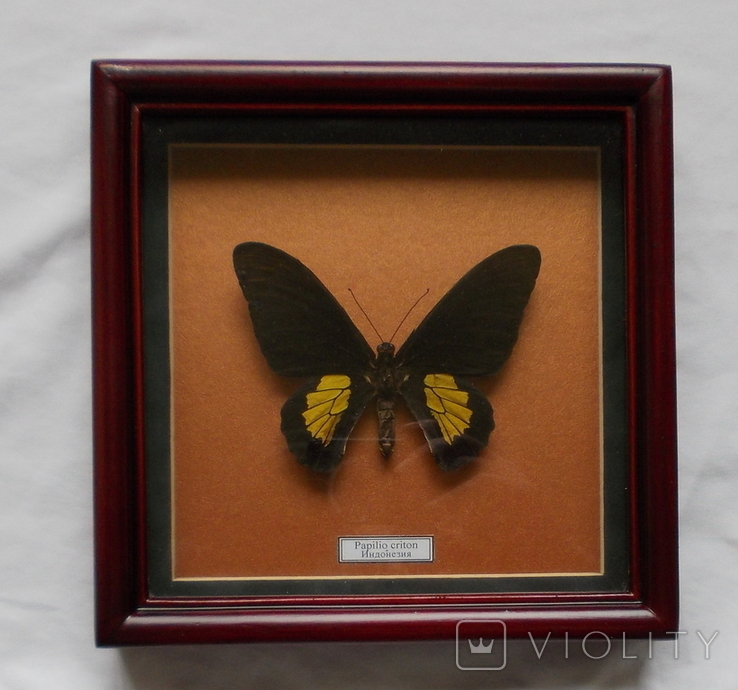 Бабочка Papilio criton Индонезия В рамке, фото №2