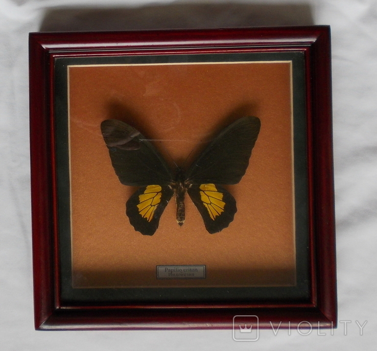 Бабочка Papilio criton Индонезия В рамке, фото №3
