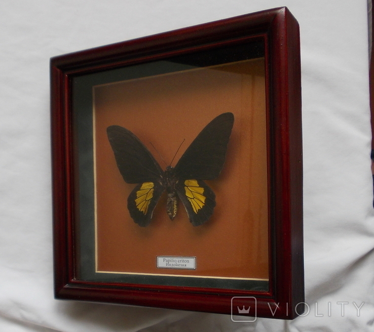 Бабочка Papilio criton Индонезия В рамке, фото №4