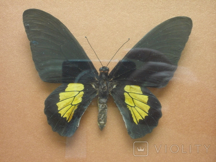 Бабочка Papilio criton Индонезия В рамке, фото №6