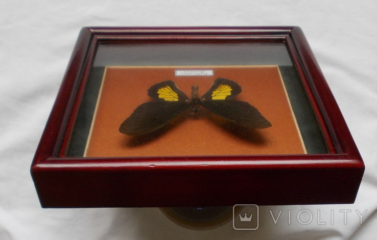 Бабочка Papilio criton Индонезия В рамке, фото №7