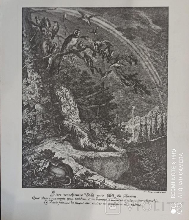 Павлин и ягуар. Ридингер. Гравюра из альбома, фото №2