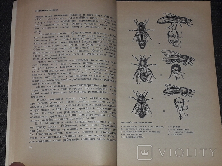 Н. П. Иойриш - Пчёлы-человеку. 1974 год, фото №6