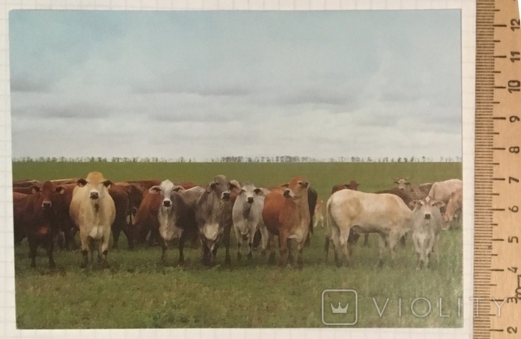 Картка: корова, Порода Південна м'ясна / Свійські тварини, 2015