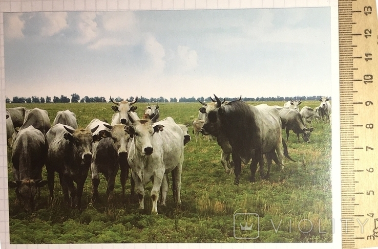 Картка: корова, Порода Сіра українська / Свійські тварини, 2015, фото №2