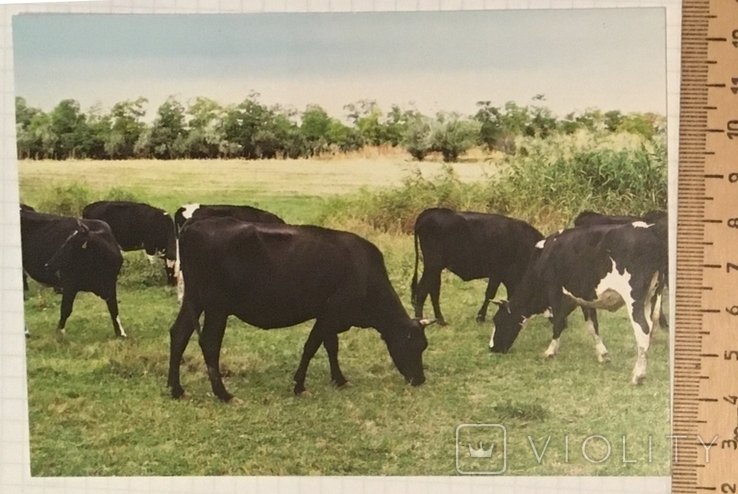 Картка: корова, Порода Українська чорно-ряба молочна / Свійські тварини, 2015, фото №3