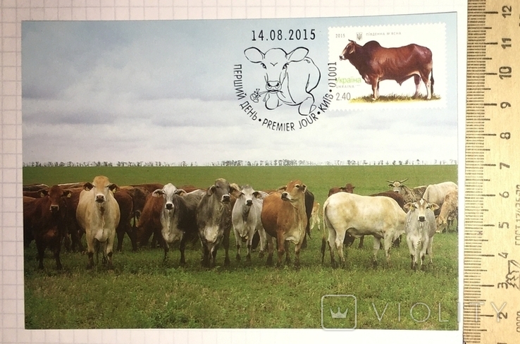 Картмаксимум корова, Порода Південна м'ясна / Свійські тварини, 2015