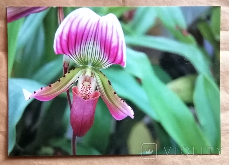 Открытки флора цветы ботаника орхидеи, фото №2