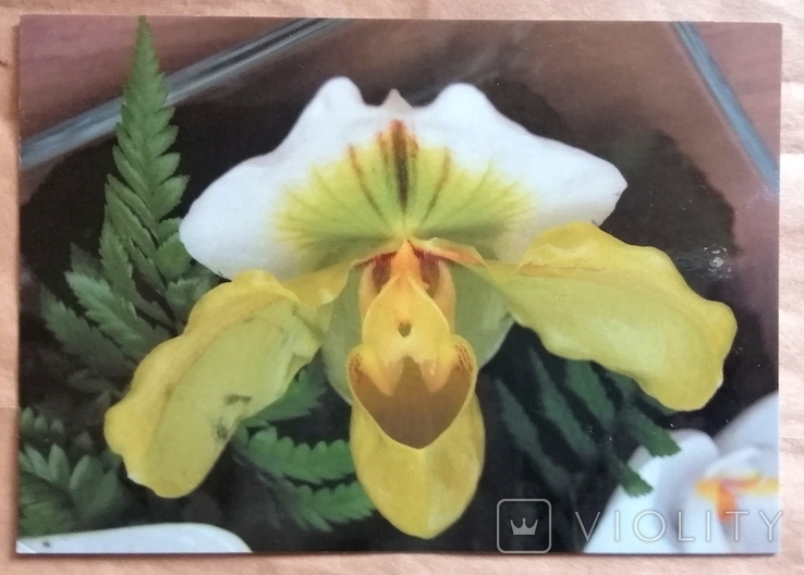 Открытки флора цветы ботаника орхидеи, фото №3