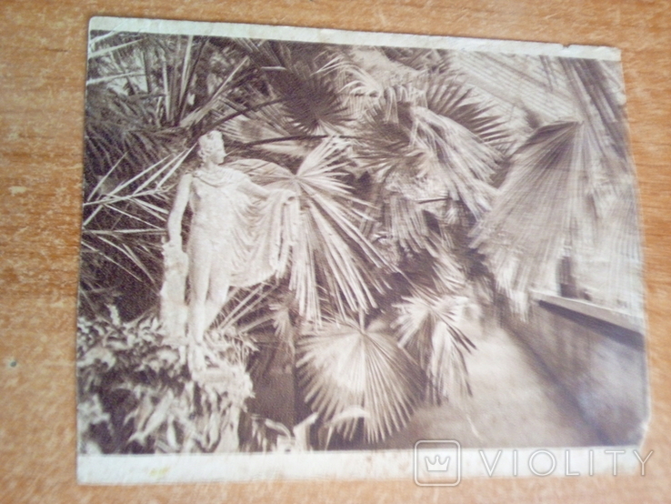 Умань, софиевка, пальмы в оранжерее, ГИЗ, фото №2