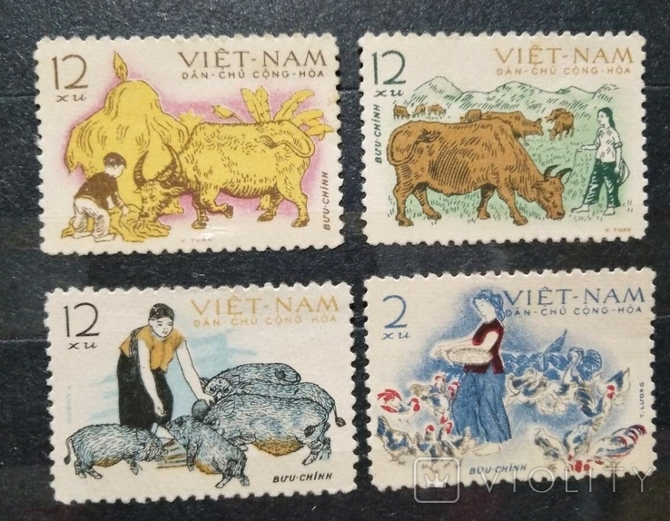 1962, Вьетнам, животноводство