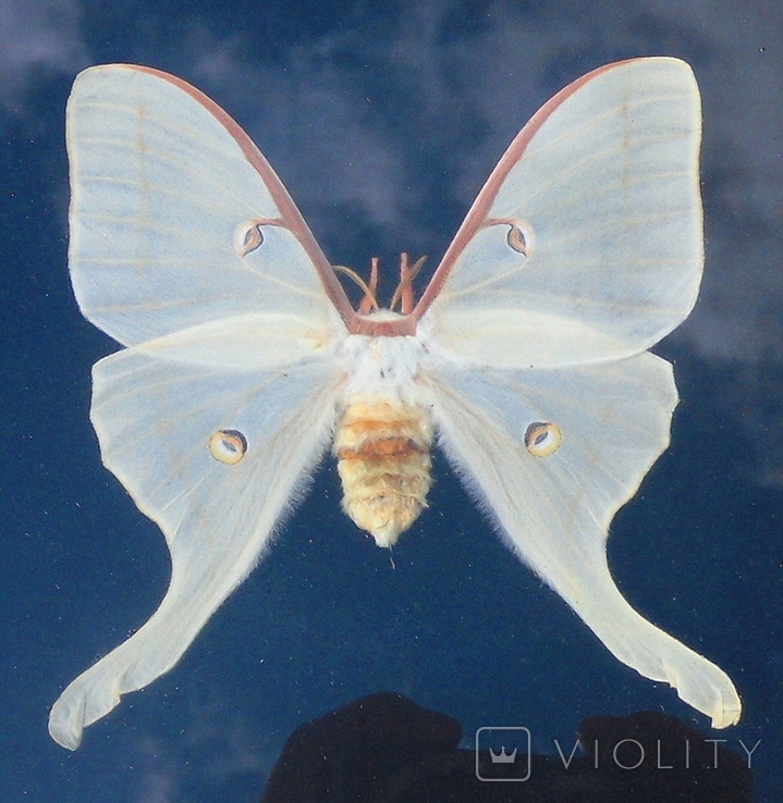 Бабочка Tropaea luna, Аргентина