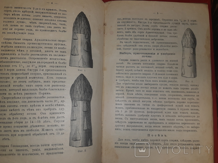 1906 Рациональное разведение спаржи, фото №6
