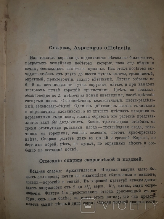 1906 Рациональное разведение спаржи, фото №7