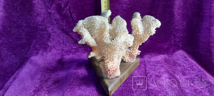 Коралы, фото №3