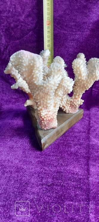 Коралы, фото №4