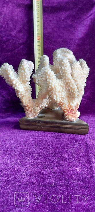 Коралы, фото №6