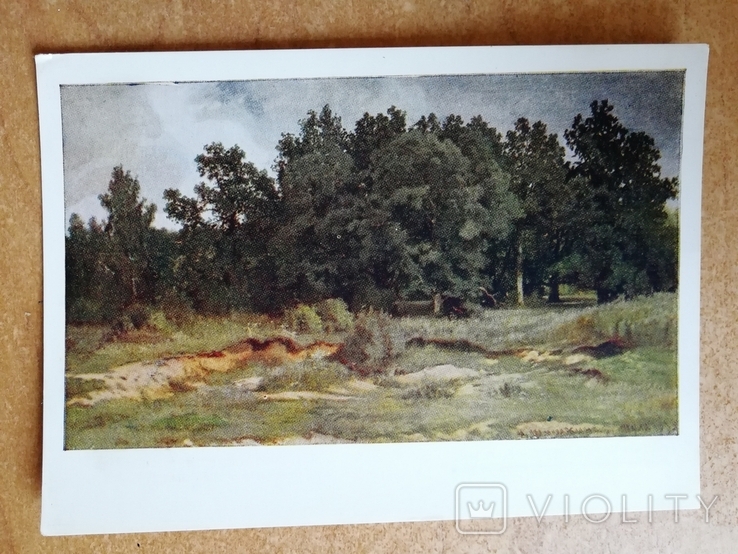 «Дубовий ліс в сірий день», 1957., фото №2