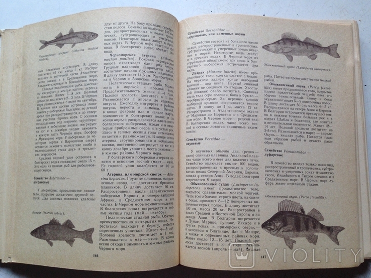 Чёрное море. Сборник. Коллектив авторов. Гидрометеоиздат, 1983 + Бонус (Знание, 1958)., фото №9