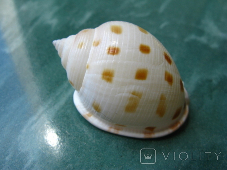 Морская ракушка раковина Кассис bisulcata, фото №2