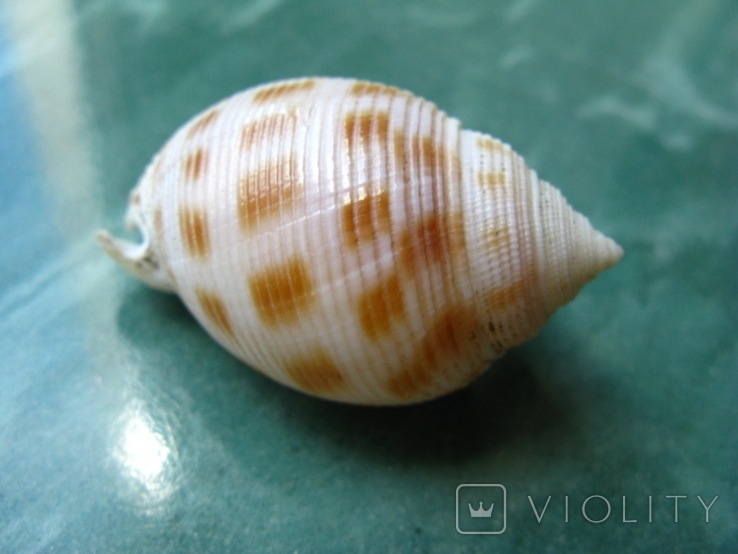 Морская раковина Кассис bisulcata japonica, фото №3