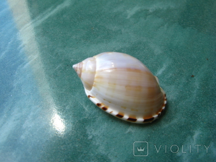 Морская ракушка раковина Кассис bulla, фото №2