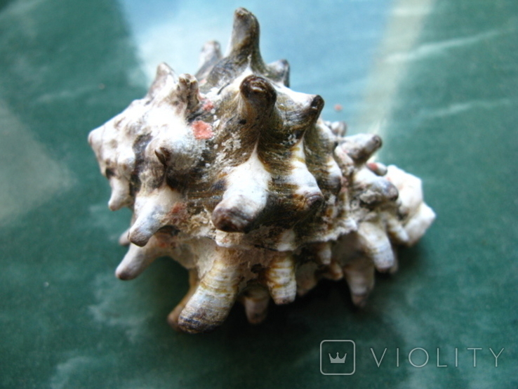 Морская ракушка раковина Вазум керамикум, фото №2
