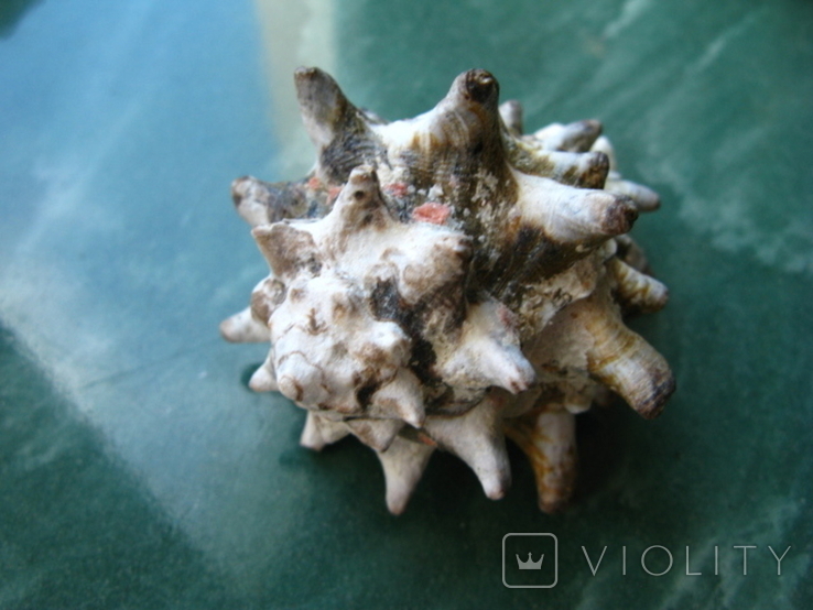 Морская ракушка раковина Вазум керамикум, фото №4