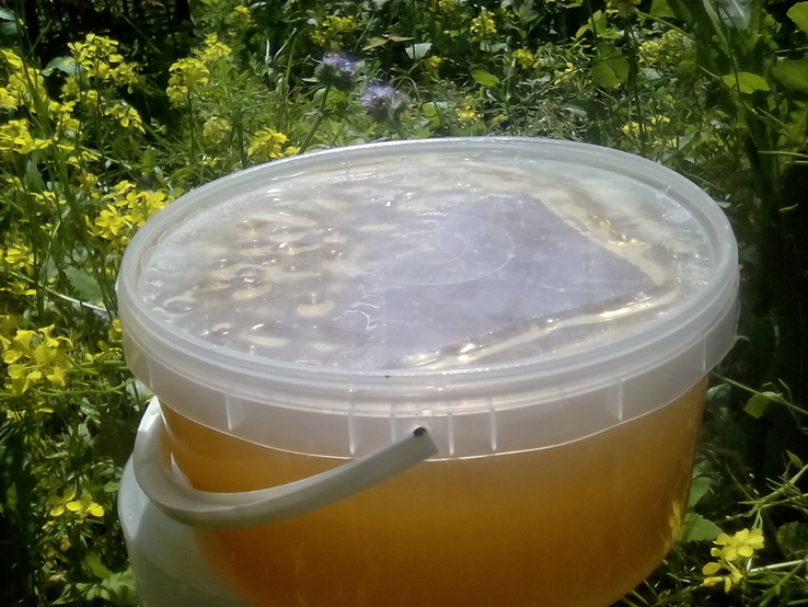 Мёд свежый 3 литра, фото №5