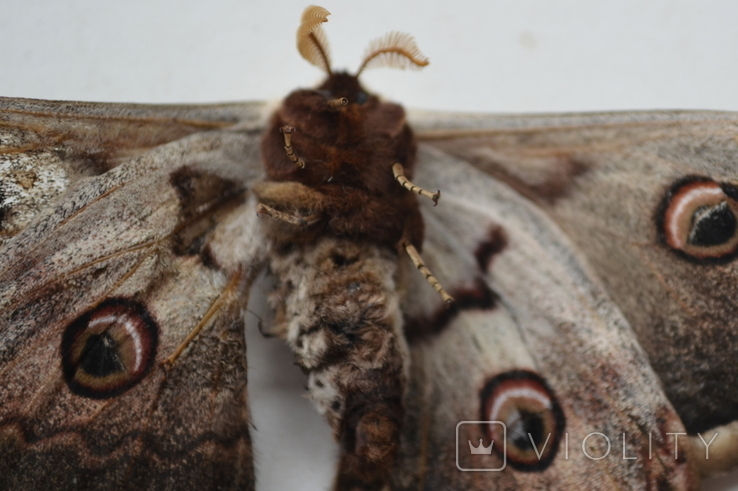 Бабочка Saturnia puri или ночной павлиный глаз, фото №4