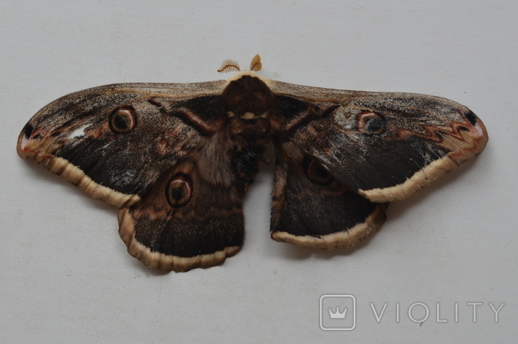 Бабочка Saturnia puri или ночной павлиный глаз, фото №5
