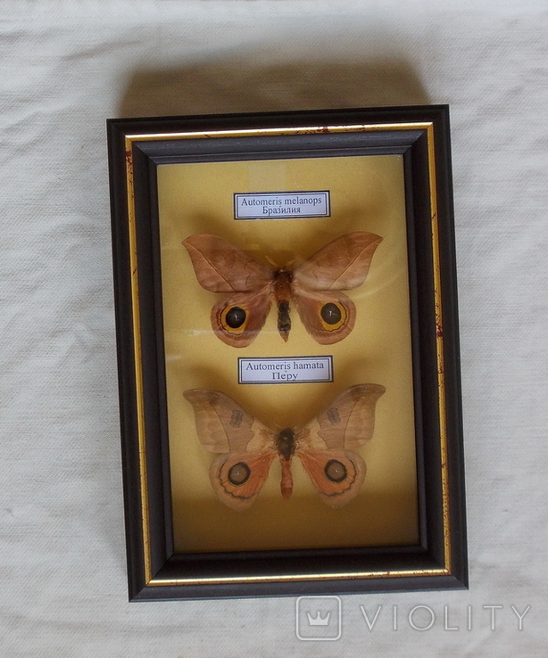 Две тропические бабочки рв рамке, фото №2