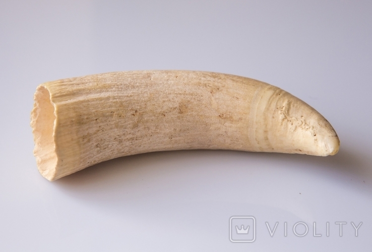 Зуб Кита, клык, кость. К109, фото №3