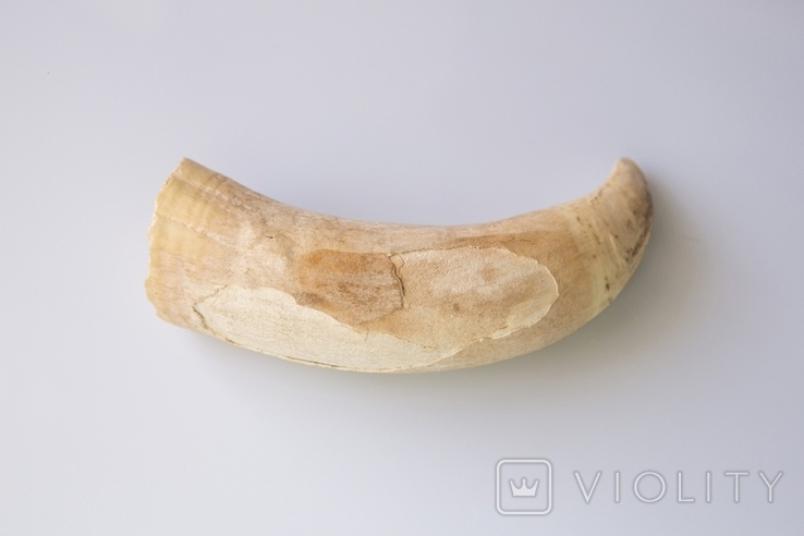 Зуб Кита, клык, кость. К109, фото №4