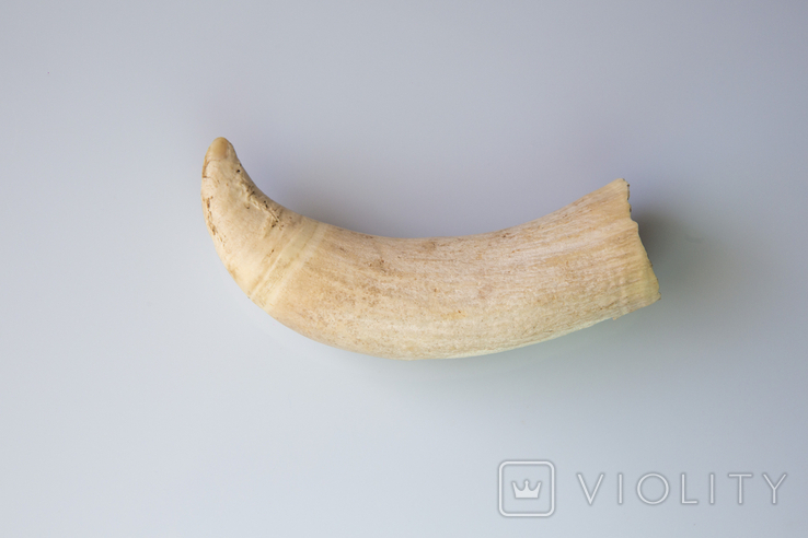 Зуб Кита, клык, кость. К109, фото №11
