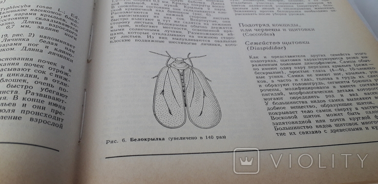 П.П.Савковский "Атлас вредителей плодовых и ягодных культур", фото №5