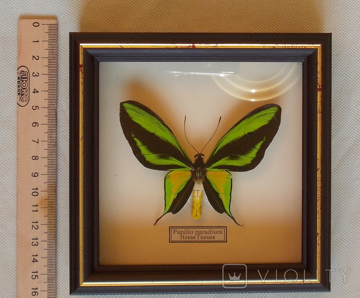 Бабочка Papilio paradisea Новая Гвинея В рамке