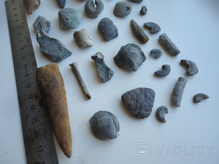 Marine fossils., photo number 3