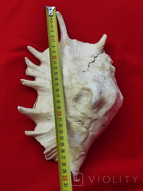 Большая морская ракушка, фото №7