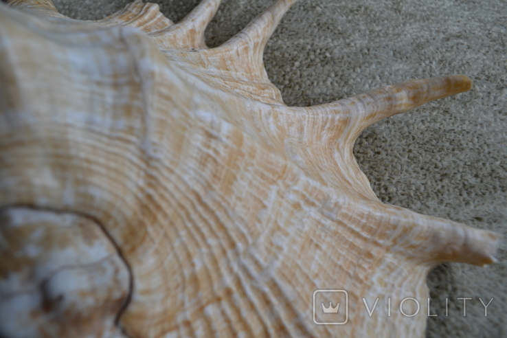 Крупная раковина молюска Lambis lambis. Мозамбик., фото №7