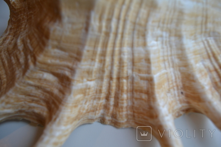 Крупная раковина молюска Lambis lambis. Мозамбик., фото №8