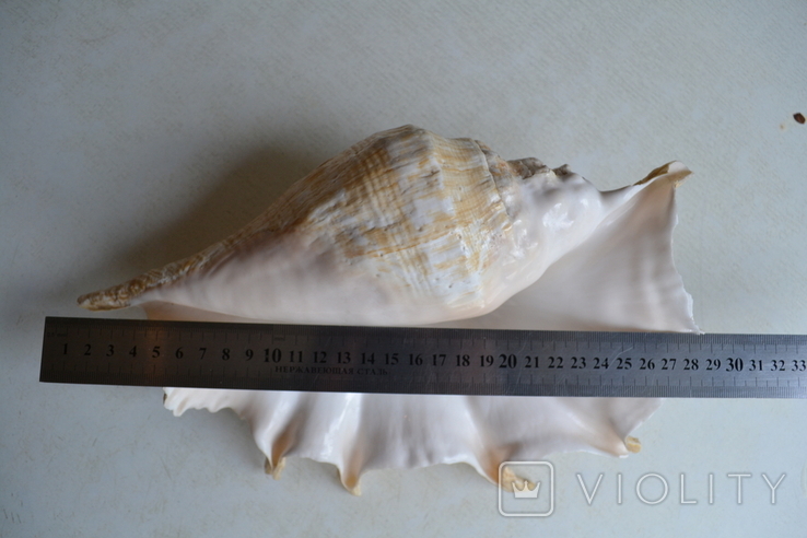 Крупная раковина молюска Lambis lambis. Мозамбик., фото №2