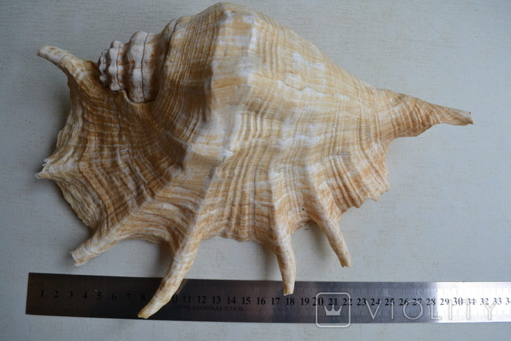 Крупная раковина молюска Lambis lambis. Мозамбик., фото №9