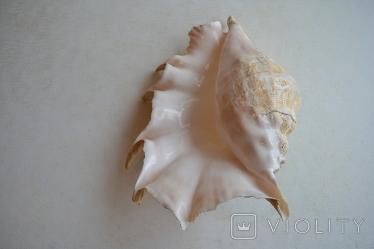 Крупная раковина молюска Lambis lambis. Мозамбик., фото №11