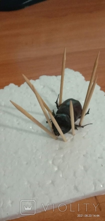 Rhinoceros beetle, photo number 3