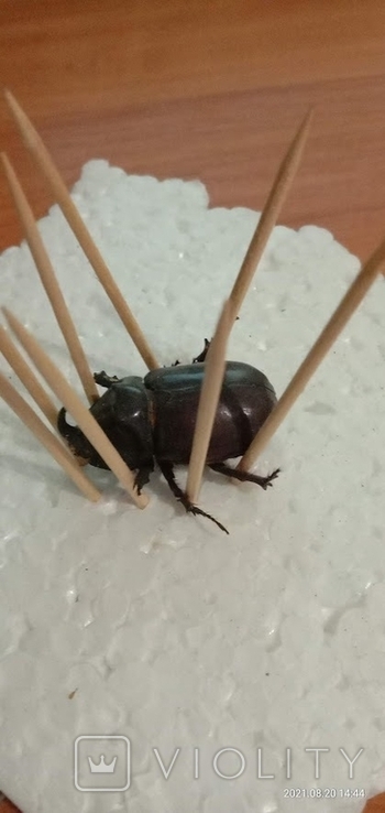 Rhinoceros beetle, photo number 4